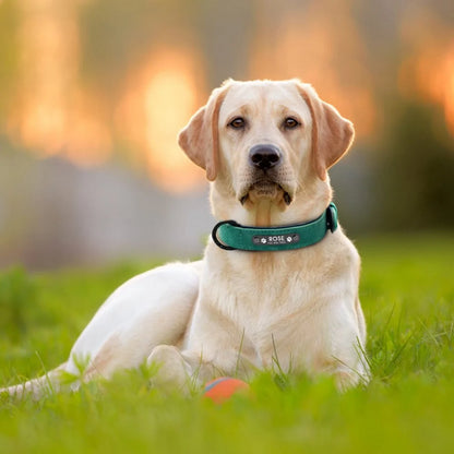 Collar de Cuero Resistente y Seguro para Perros de Todas las Razas 😊🐾